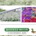 【优选】满天星小苗云南满天星全国包邮质量保证欢迎选购