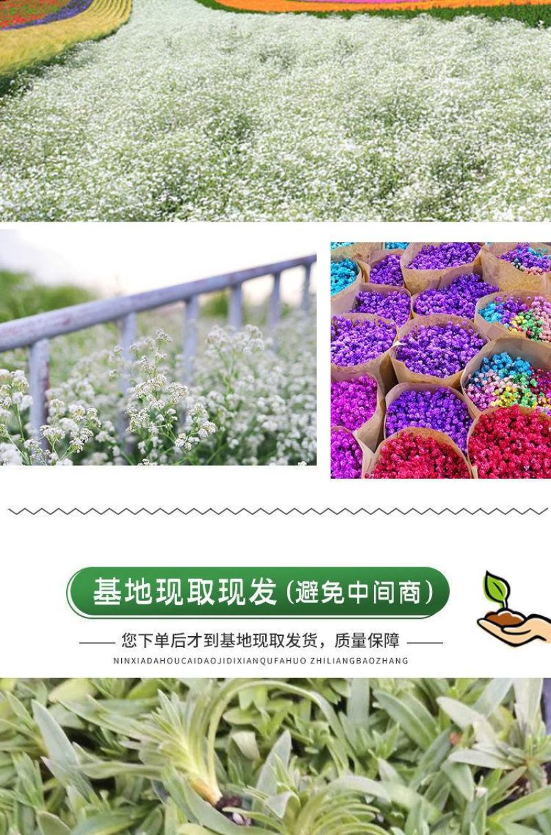 【优选】满天星小苗云南满天星全国包邮质量保证欢迎选购