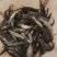 黄骨鱼苗，适应能力强，技术成熟科学养殖，让你养殖无忧