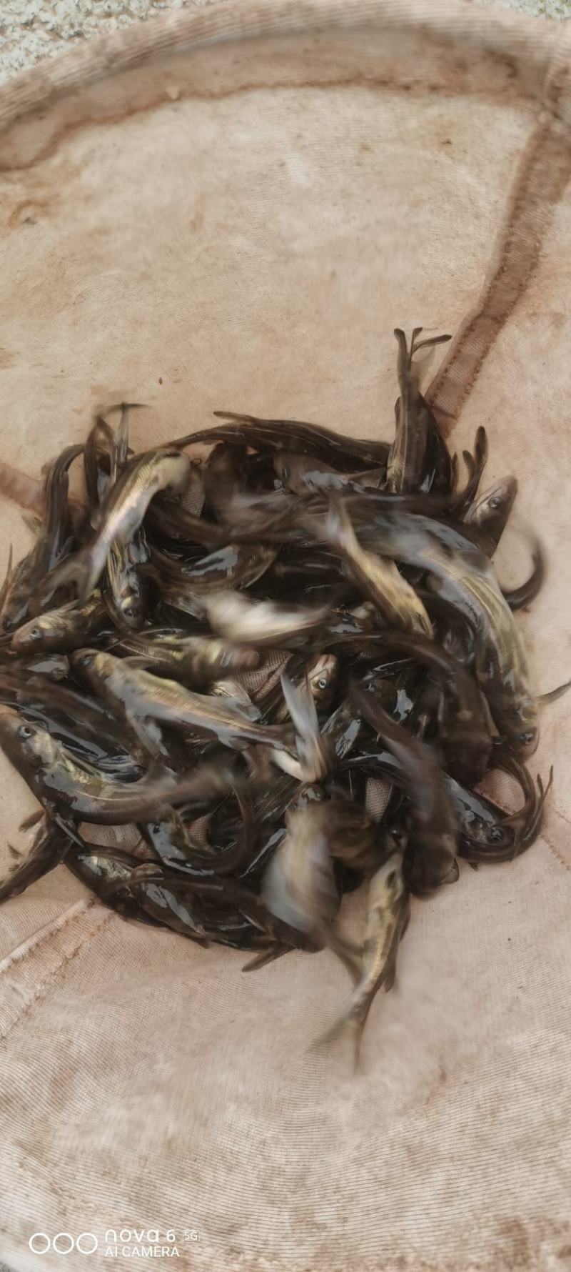黄骨鱼苗，适应能力强，技术成熟科学养殖，让你养殖无忧