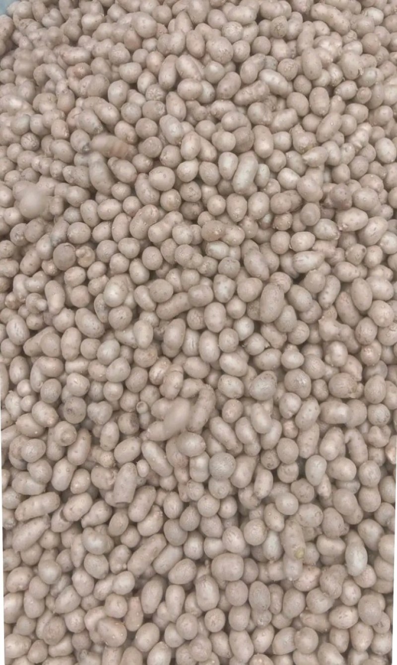 大名精选山药豆大量上市
