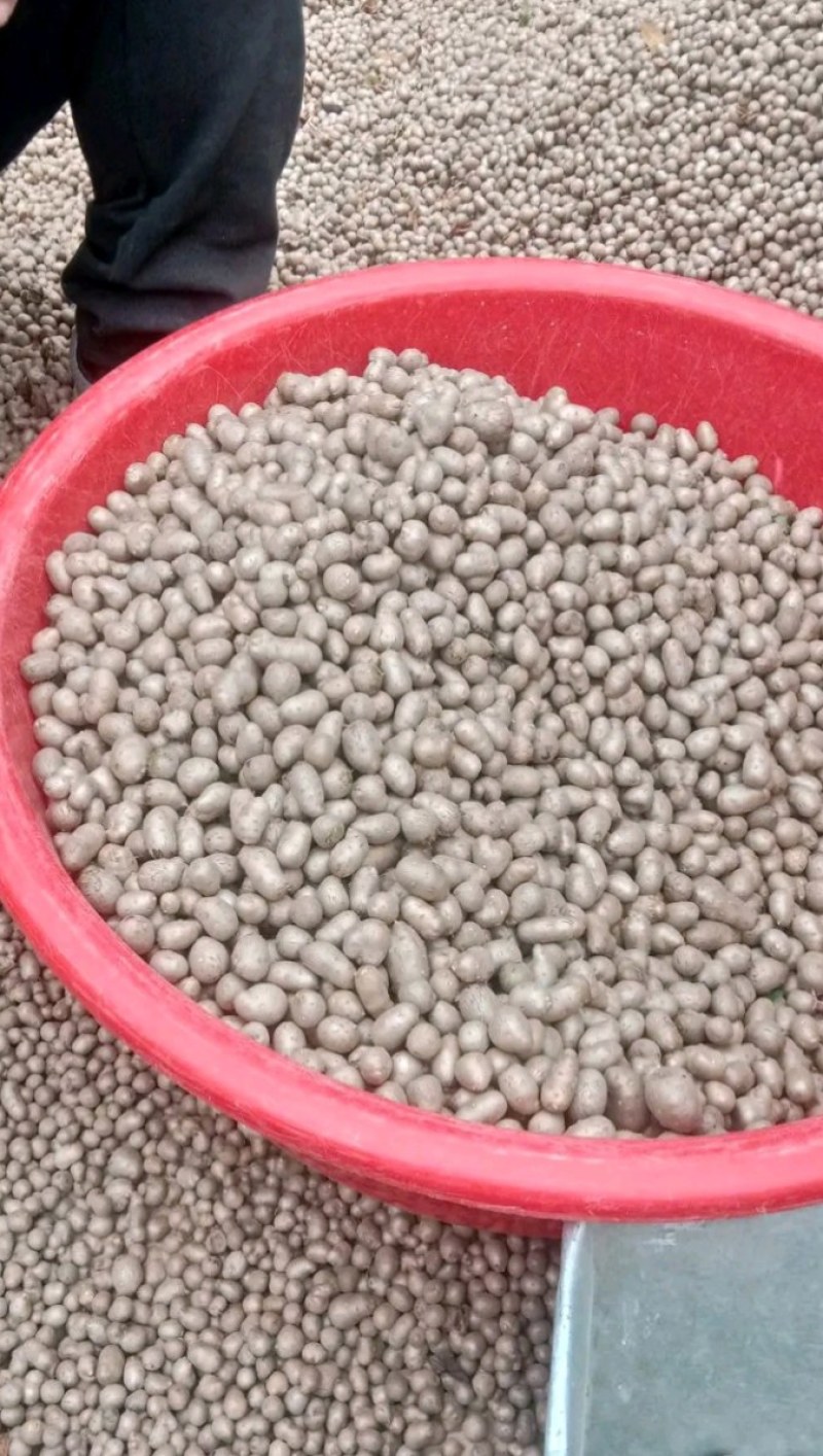 大名精选山药豆大量上市