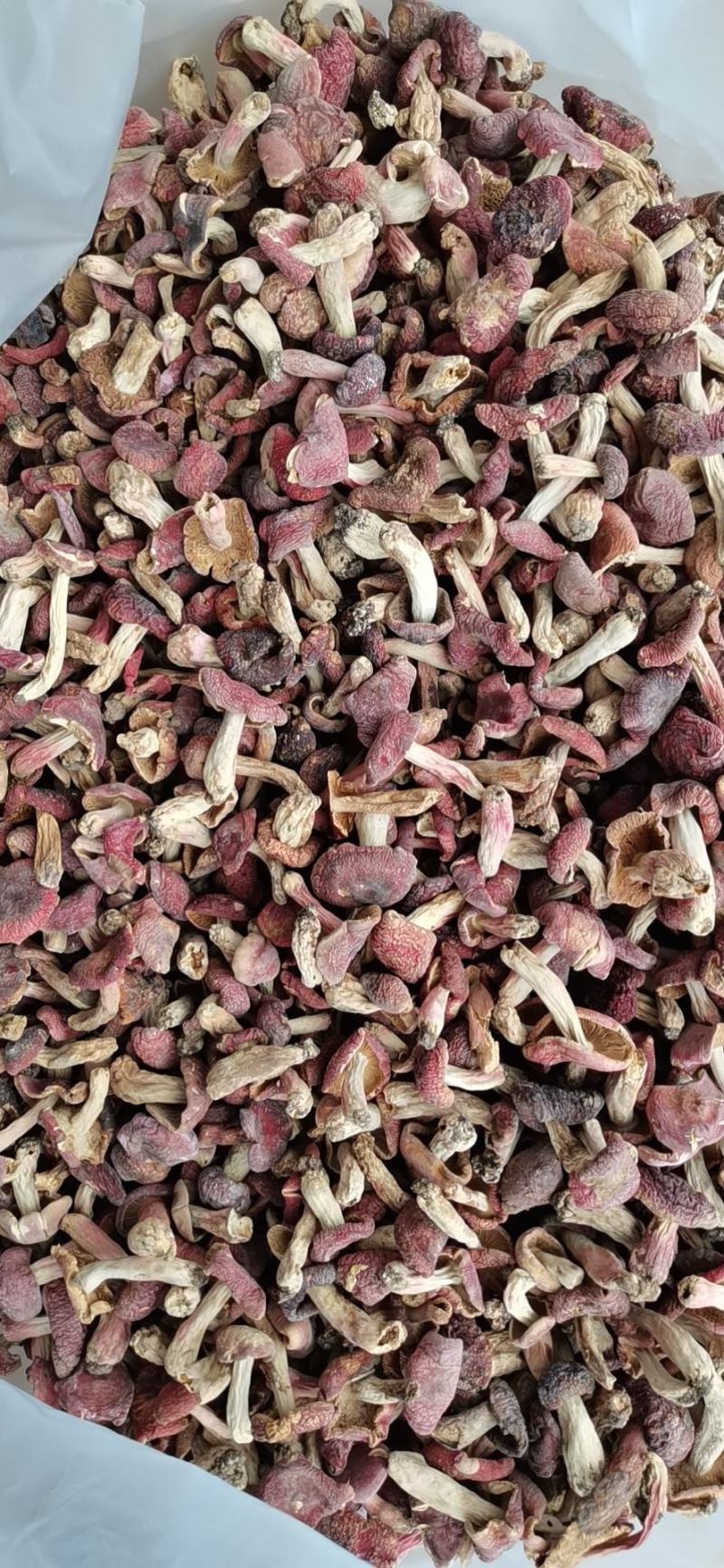 大量现货批发小红菇3—6公分