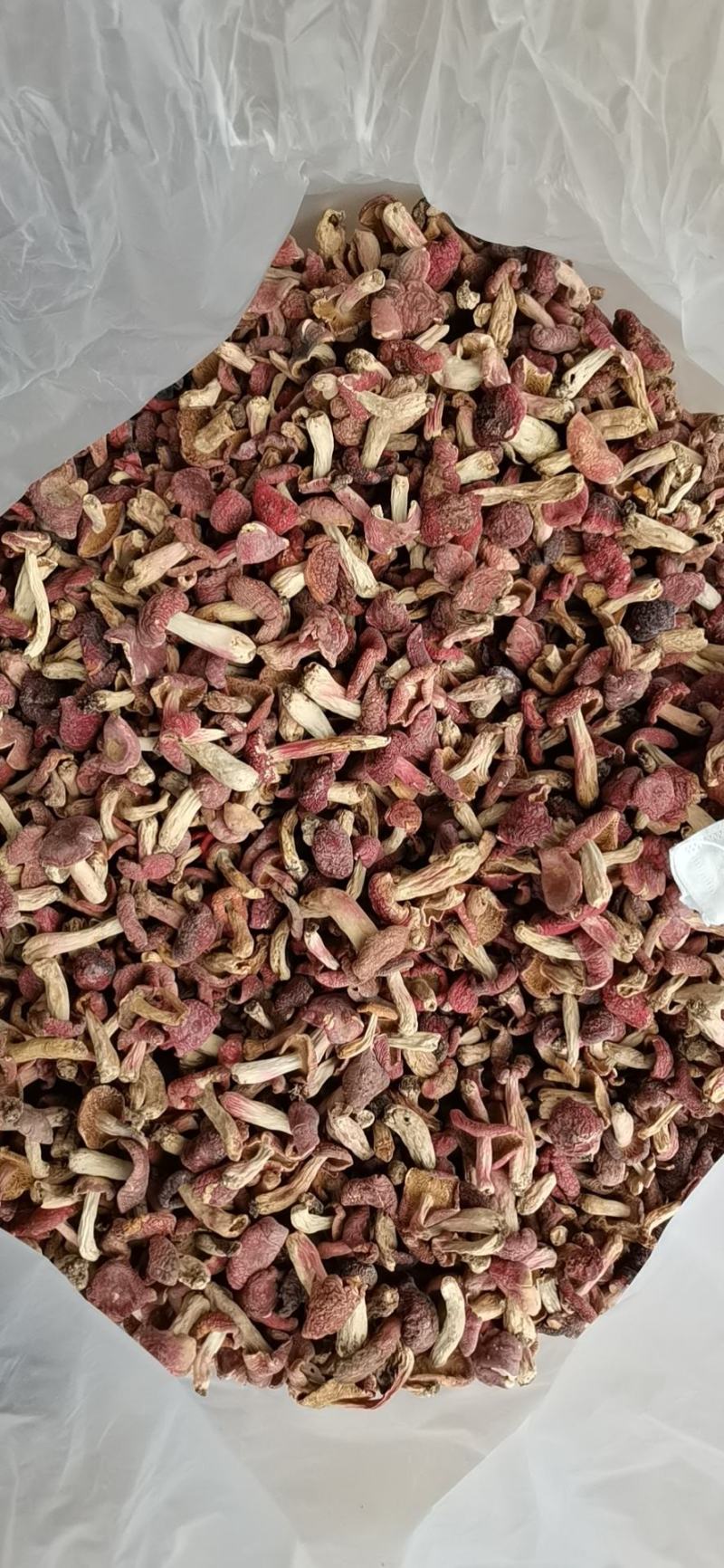 大量现货批发小红菇3—6公分