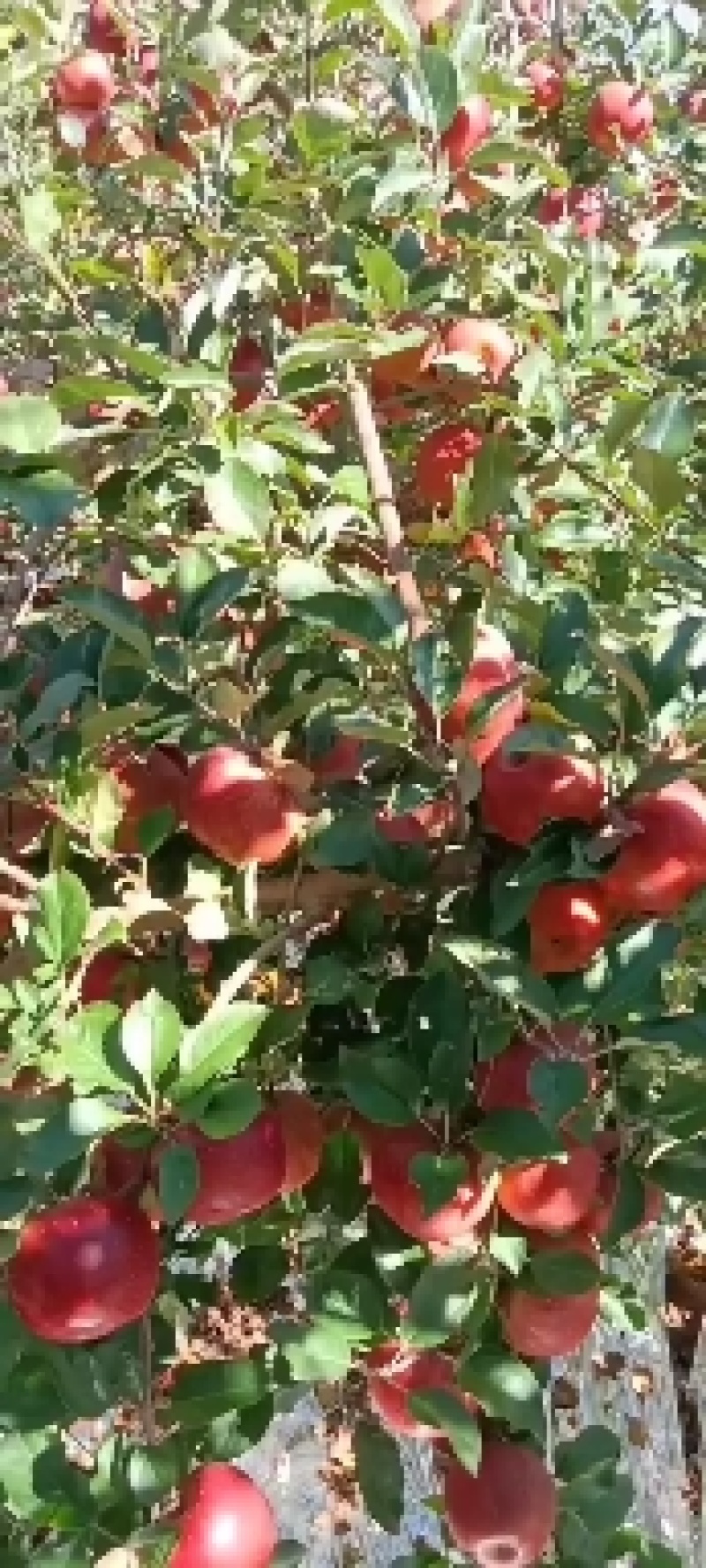 四川凉山盐源县冰糖心丑苹果，现在大量上市。有需要的联系我