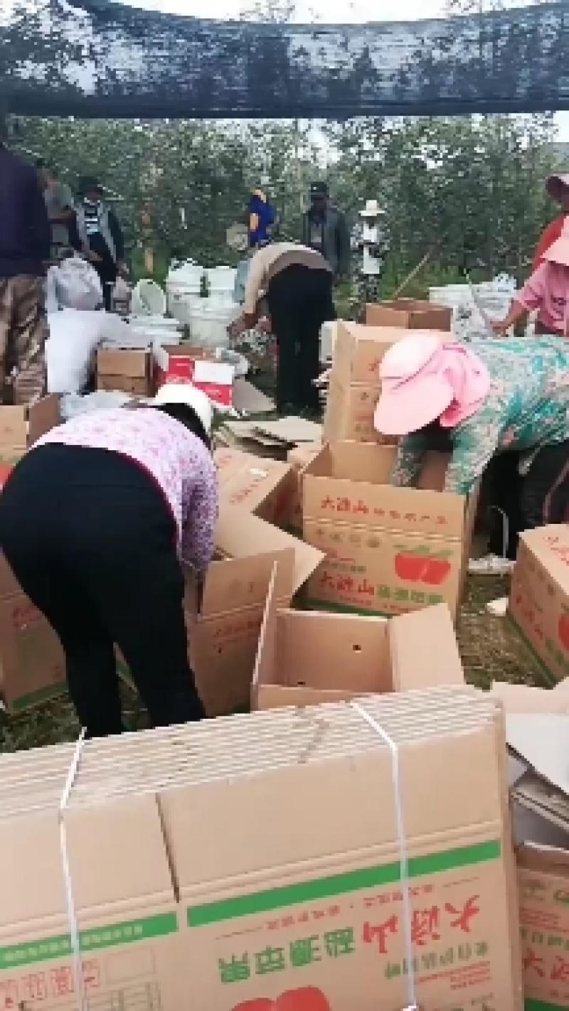 四川凉山盐源县冰糖心丑苹果，现在大量上市。有需要的联系我