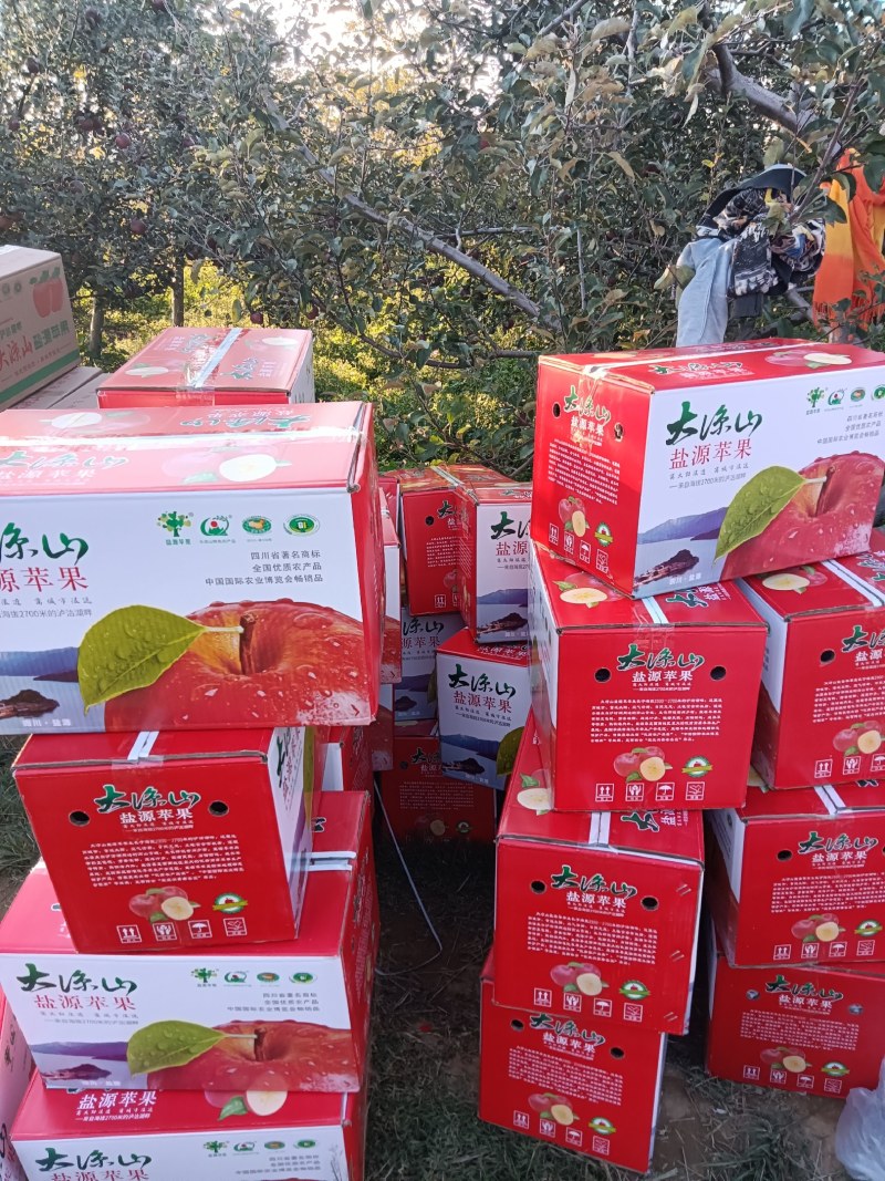 四川凉山盐源县冰糖心丑苹果，现在大量上市。有需要的联系我