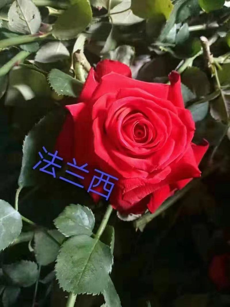 精品四季玫瑰苗四季开花玫瑰易成活带土发货欢迎选购！