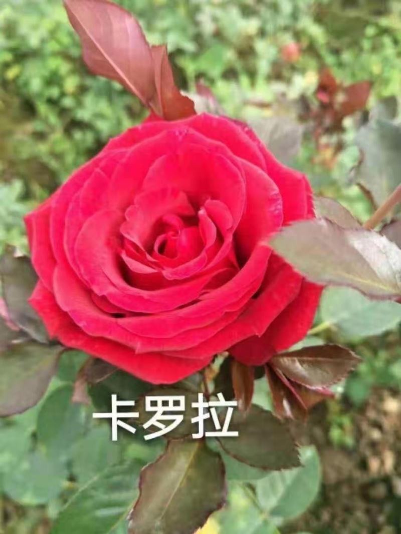 精品四季玫瑰苗四季开花玫瑰易成活带土发货欢迎选购！
