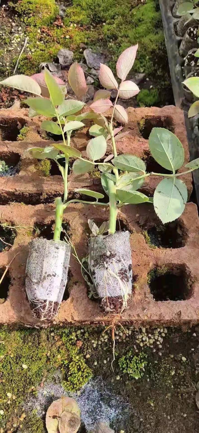 精品四季玫瑰苗四季开花玫瑰易成活带土发货欢迎选购！