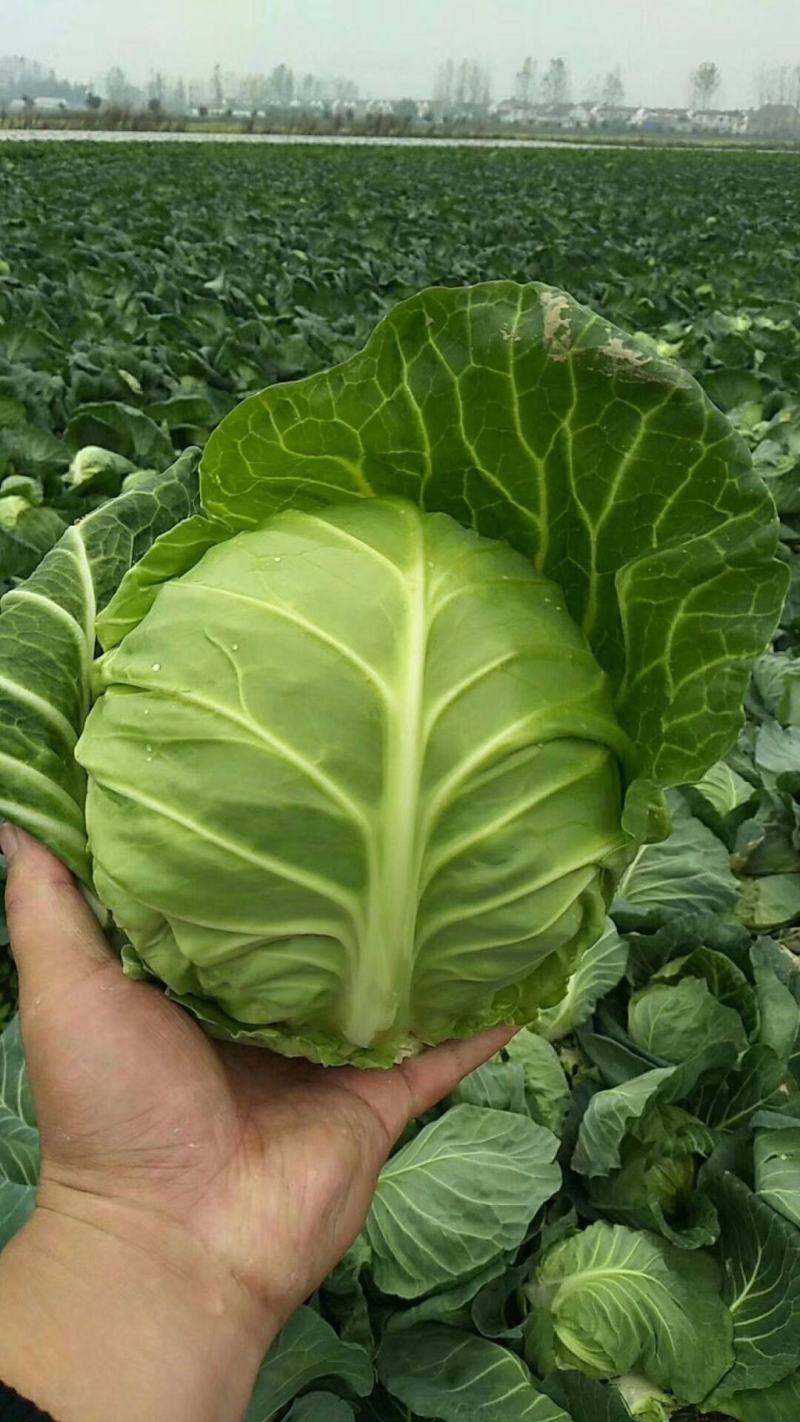 精品扁包菜产地直发量大从优品质保证欢迎联系