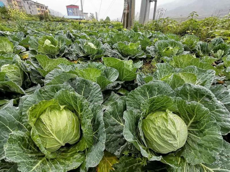 精品扁包菜产地直发量大从优品质保证欢迎联系