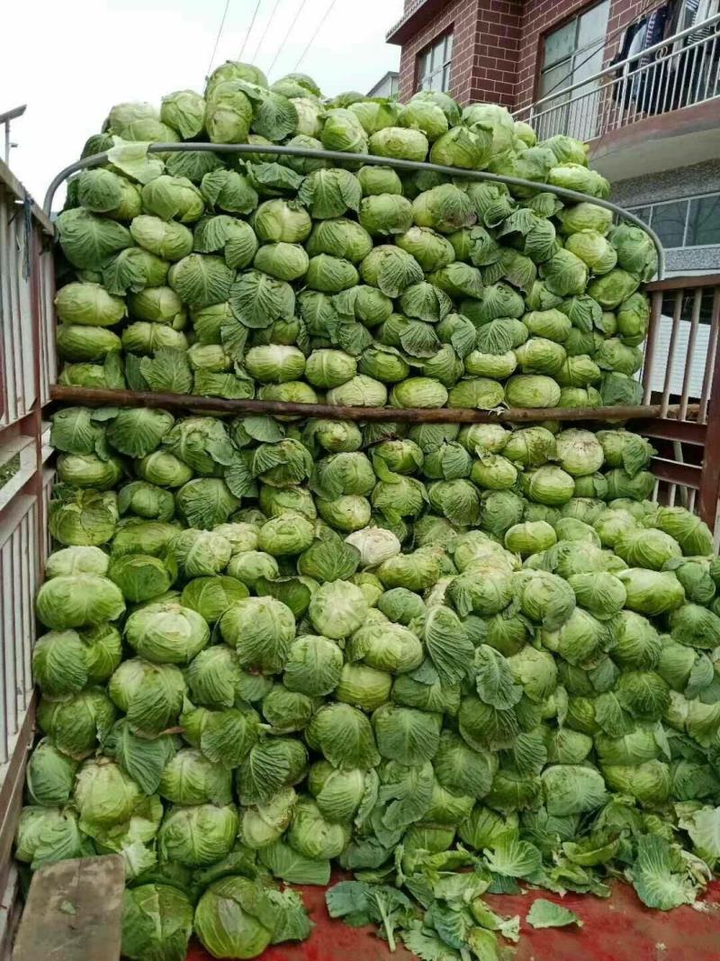 精品扁包菜产地直发量大从优品质保证欢迎联系