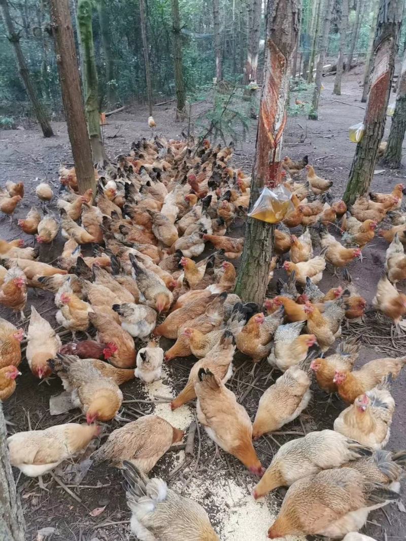 热销正宗青脚土鸡苗土鸡苗青脚黄羽鸡苗放养土鸡苗虫子鸡苗