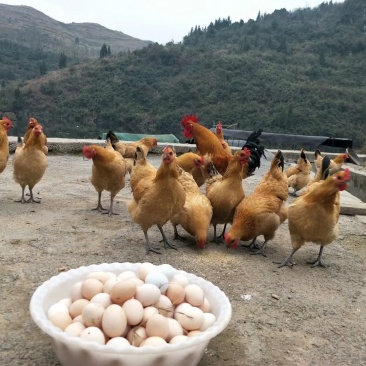 热销正宗青脚土鸡苗土鸡苗青脚黄羽鸡苗放养土鸡苗虫子鸡苗