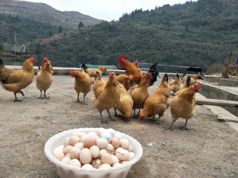 热销正宗青脚土鸡苗土鸡苗青脚黄羽鸡苗放养土鸡苗虫子鸡苗