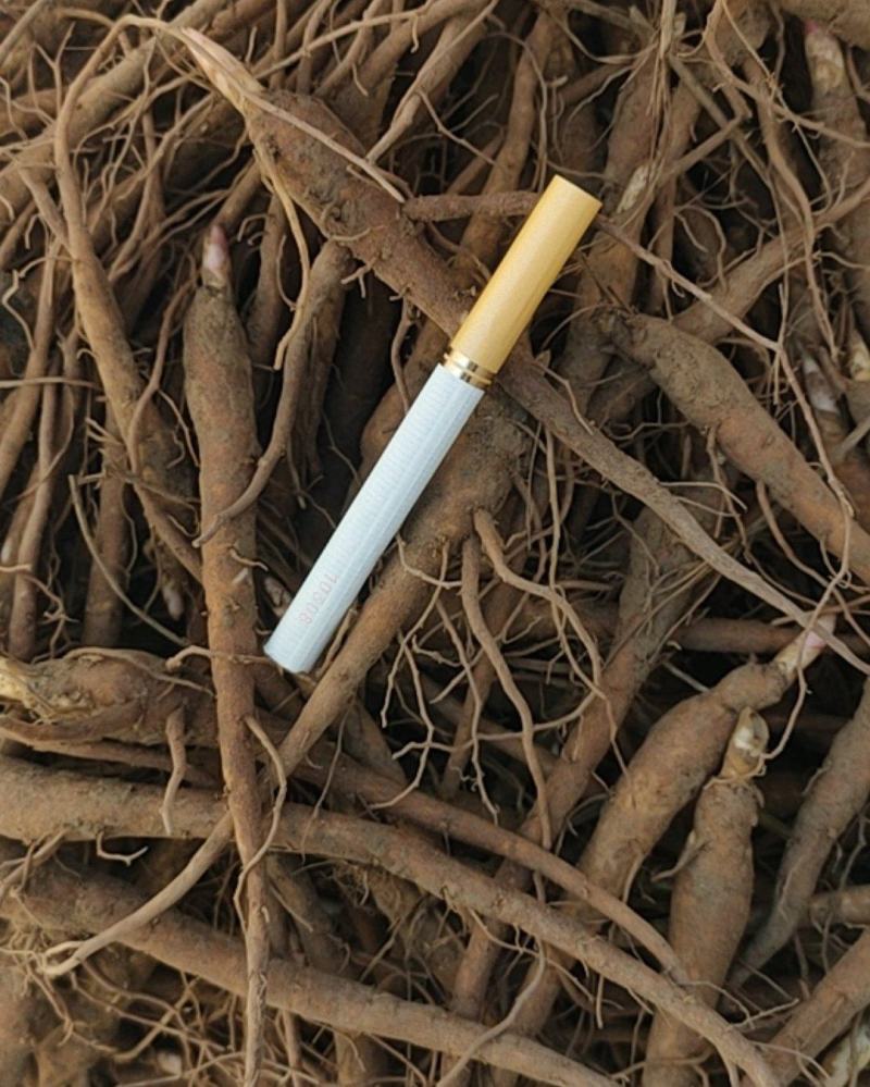 白芍种苗