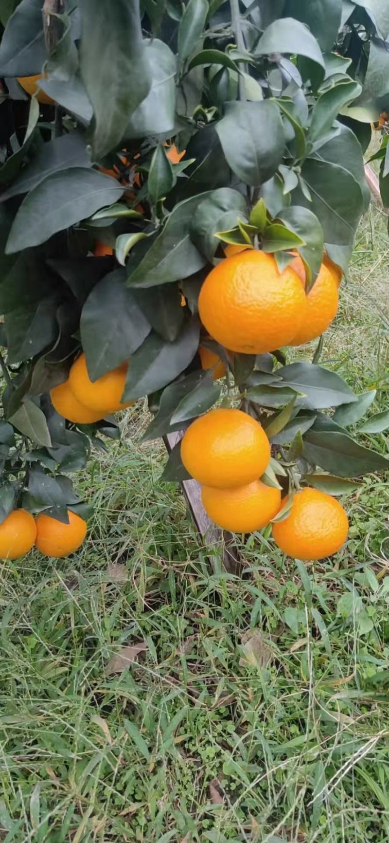 九月红脐橙果冻橙挂树鲜果可以吸的橙子物美价廉一手货
