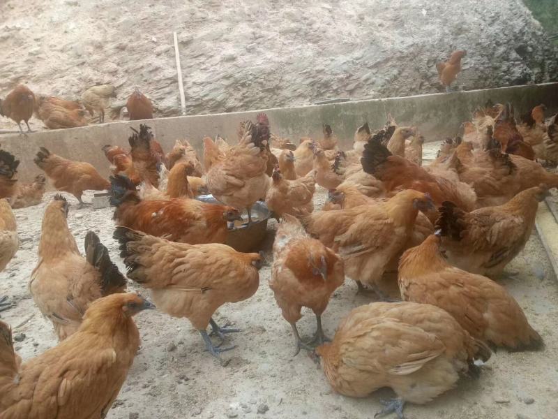 热销正宗黄毛乌鸡苗金凤乌鸡苗雪峰乌鸡苗黄毛乌骨鸡苗