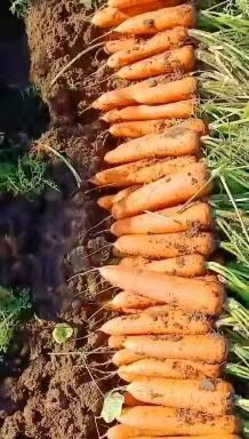 开封精品三红胡萝卜产地直发品质保证支持视频看货