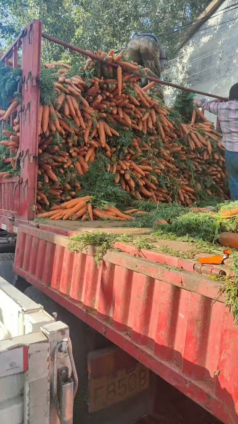 开封精品三红胡萝卜产地直发品质保证支持视频看货