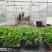 浙江红颜穴盘苗，章姬，越秀草莓苗，甜查理，隋珠草莓苗