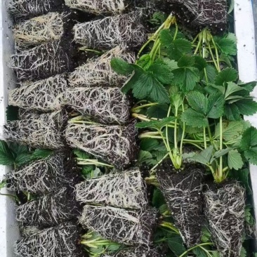 浙江红颜穴盘苗，章姬，越秀草莓苗，甜查理，隋珠草莓苗