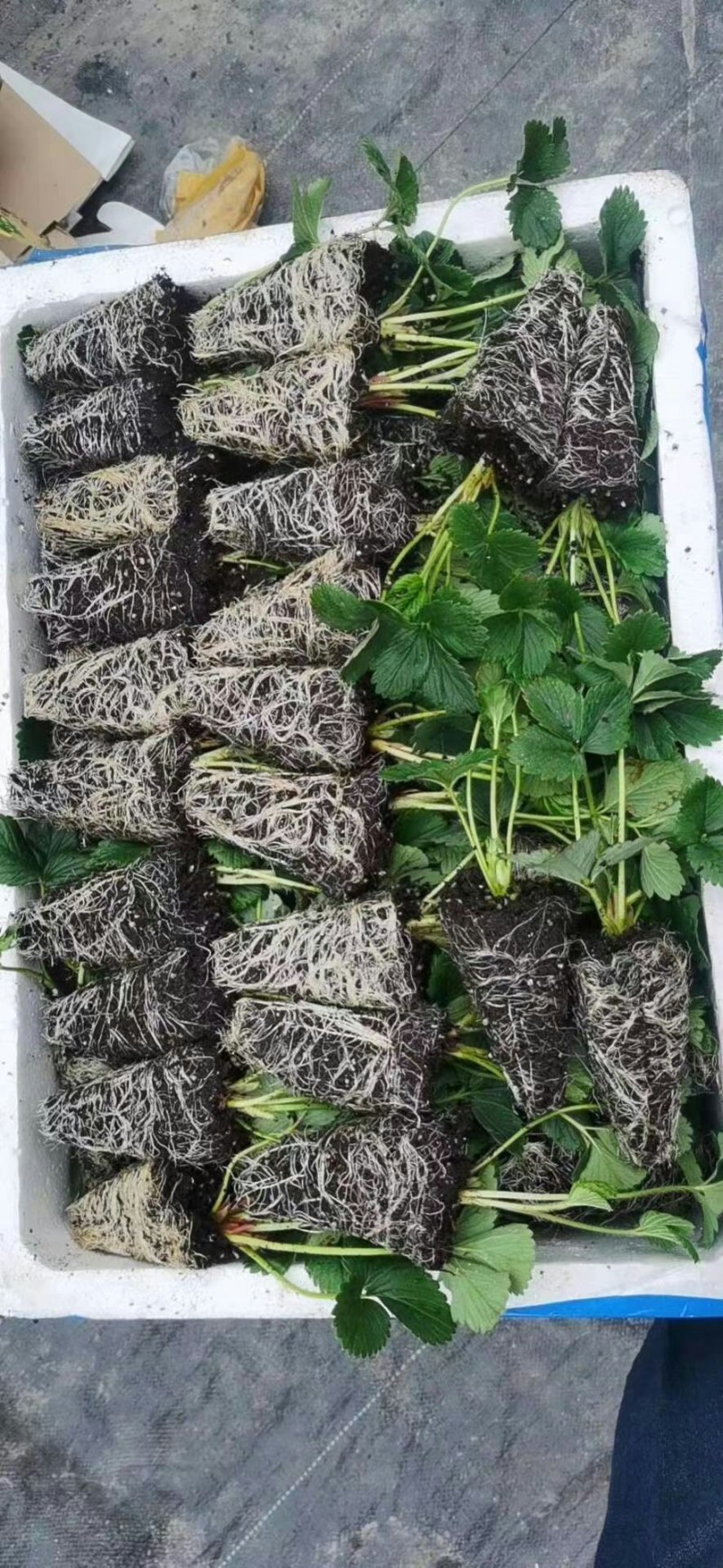 浙江红颜穴盘苗，章姬，越秀草莓苗，甜查理，隋珠草莓苗