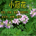 小冠花种子护坡灌木种子多年生草籽四季可播固土固沙根系发达