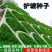小冠花种子护坡灌木种子多年生草籽四季可播固土固沙根系发达