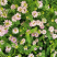 小冠花种子护坡灌木种子多年生草籽四季可播固土固沙根系发达
