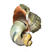 鲜活海螺，连云港当地地笼海螺，规格齐全，饭店，市场