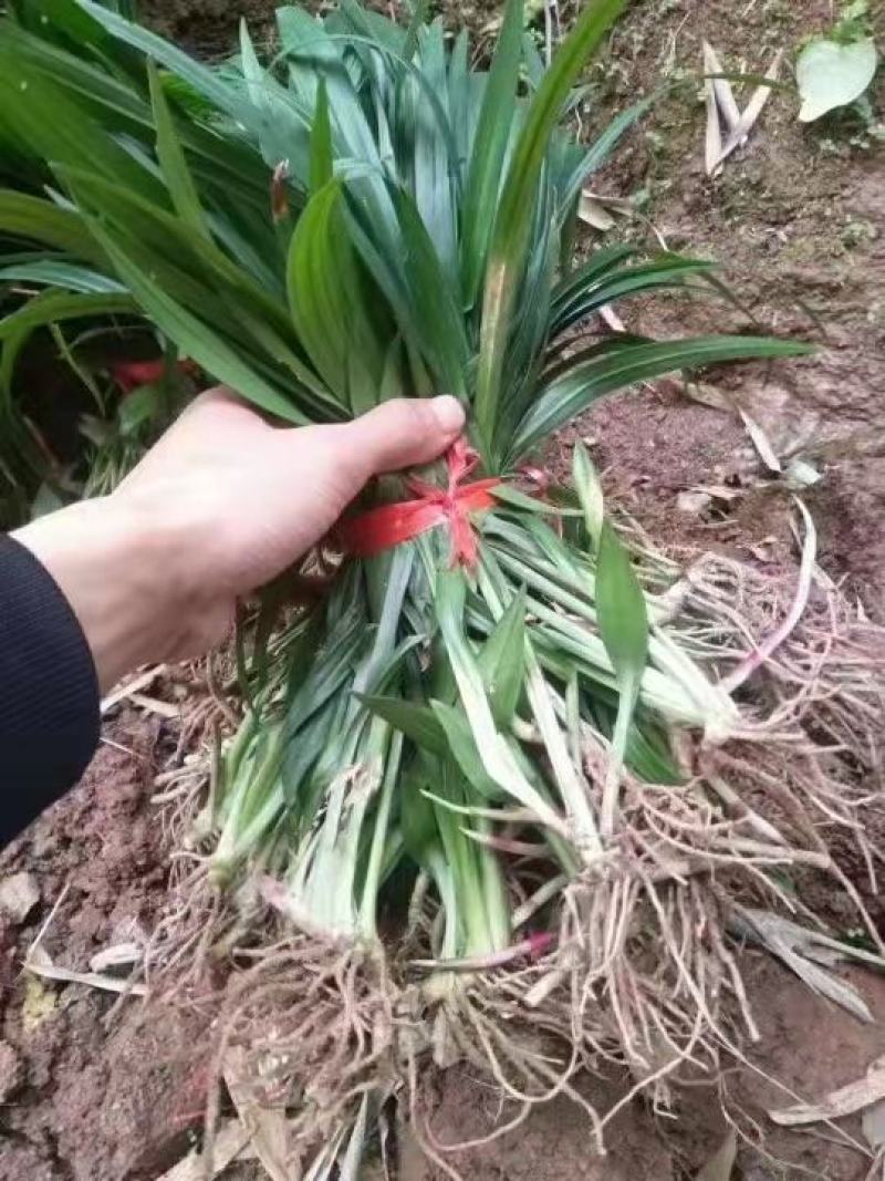 吉祥草绿化工程用抗寒抗冻易生长