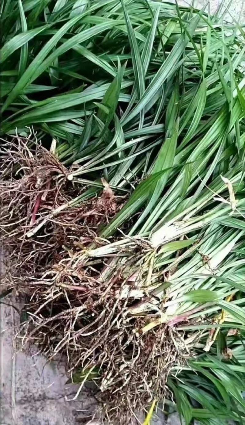 吉祥草绿化工程用抗寒抗冻易生长
