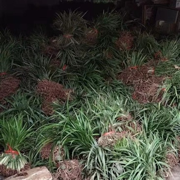 吉祥草绿化工程用抗寒抗冻易生长