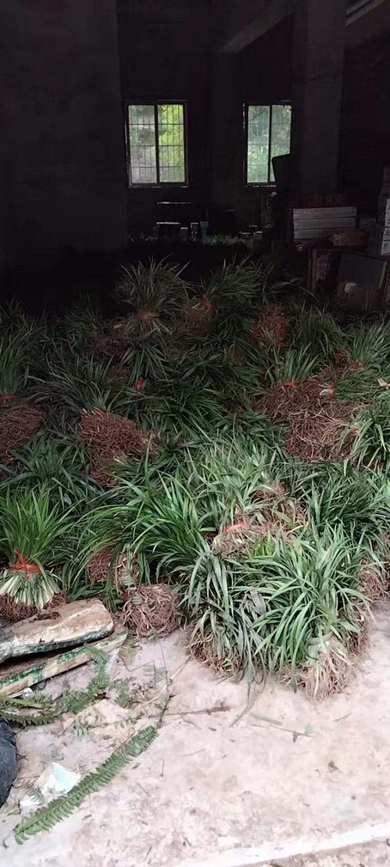 吉祥草绿化工程用抗寒抗冻易生长