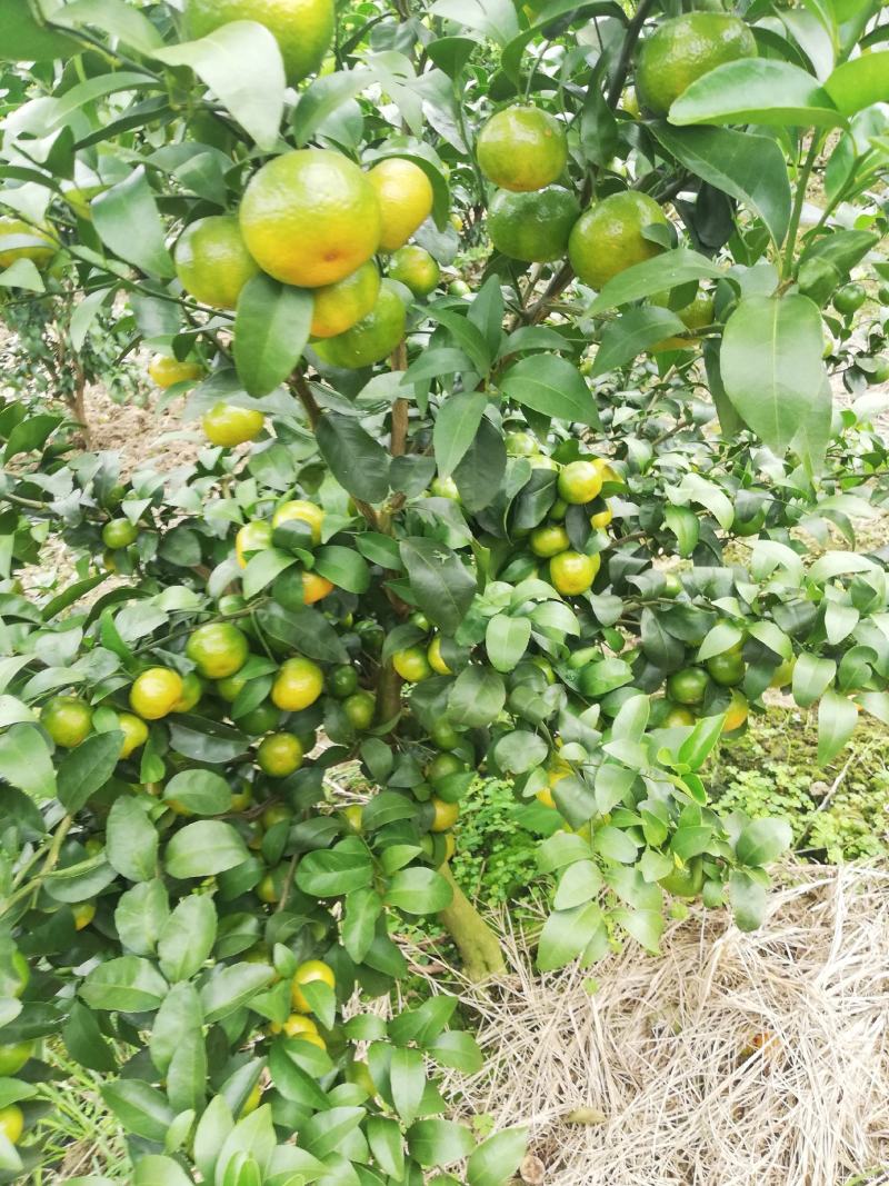 砂糖橘准备上市啦