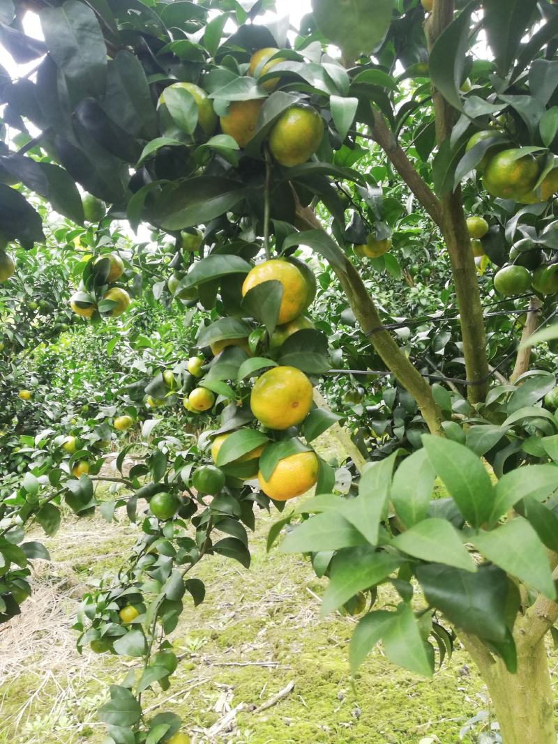 砂糖橘准备上市啦