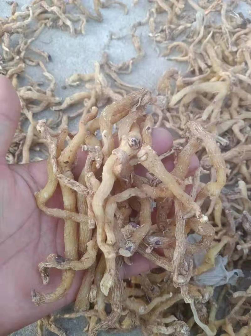玉竹