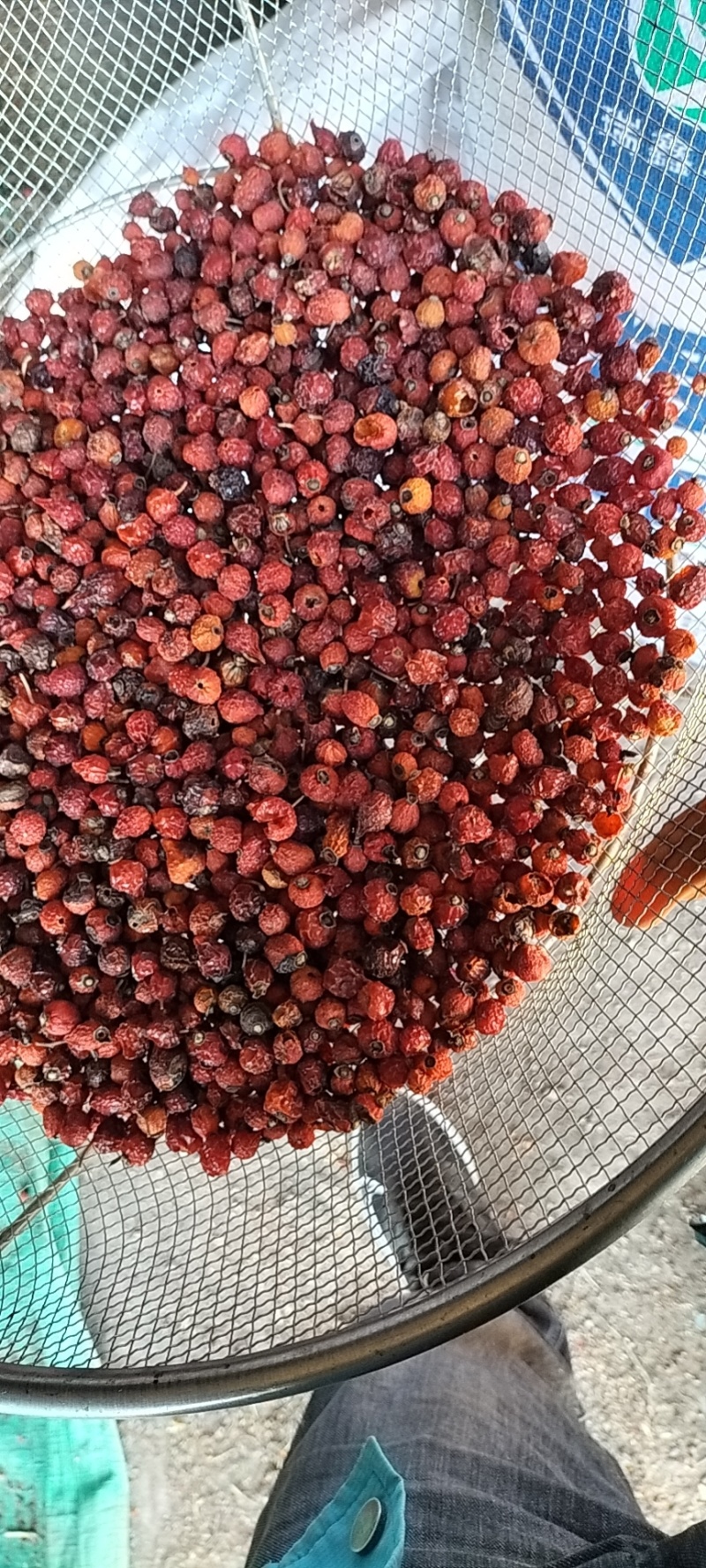 刺玫果
