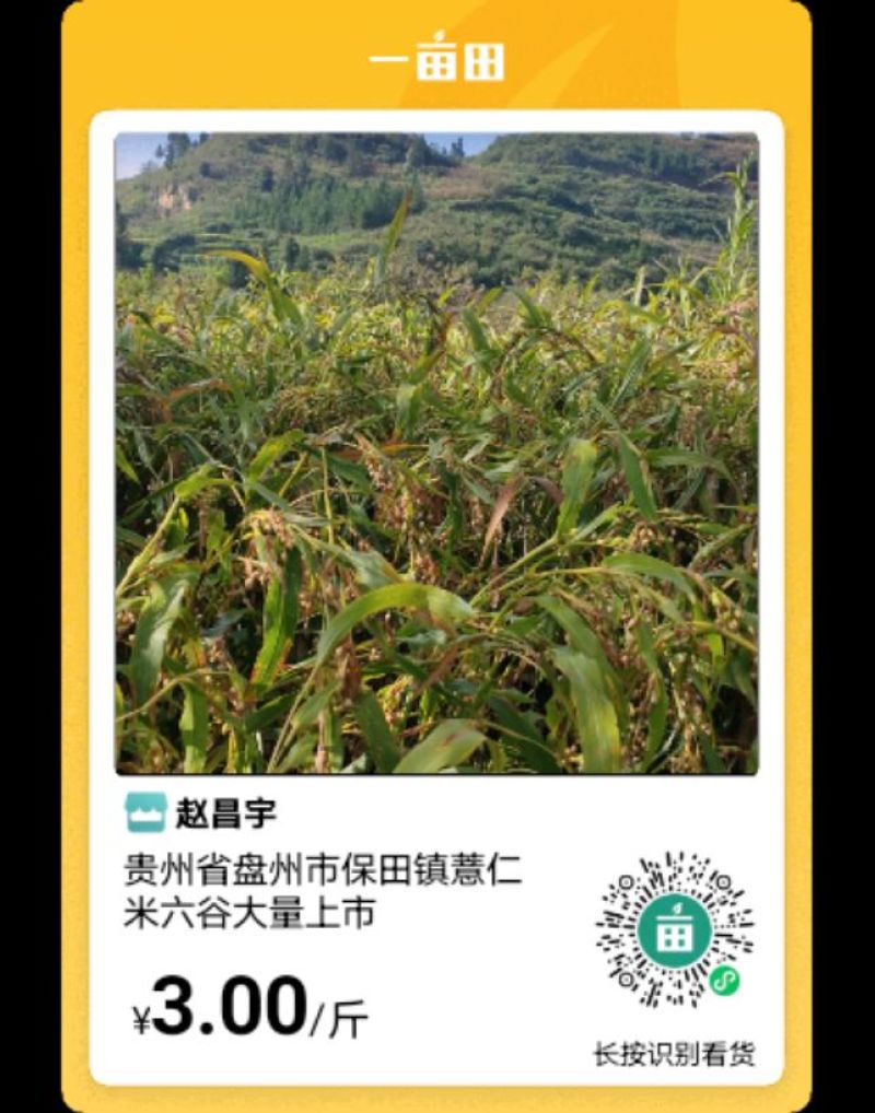 医用食品薏仁米