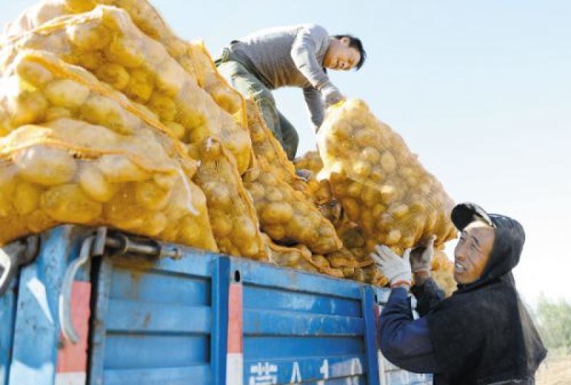 开封黄心土豆大量上市品质保证一手货源欢迎联系