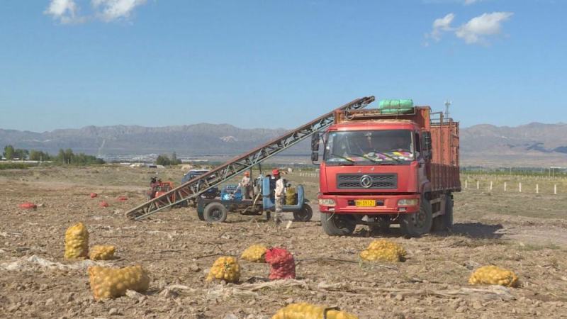 开封黄心土豆大量上市品质保证一手货源欢迎联系