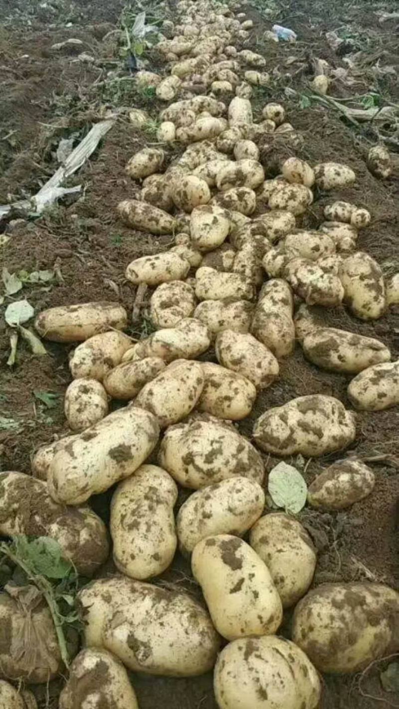开封黄心土豆大量上市品质保证一手货源欢迎联系