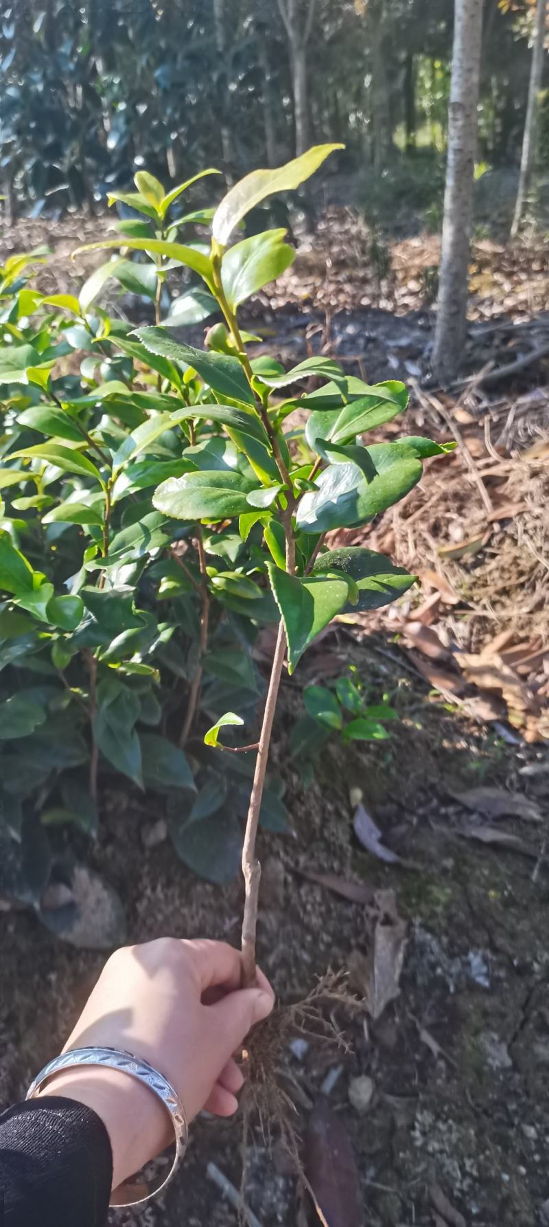 供应一年生茶花小苗