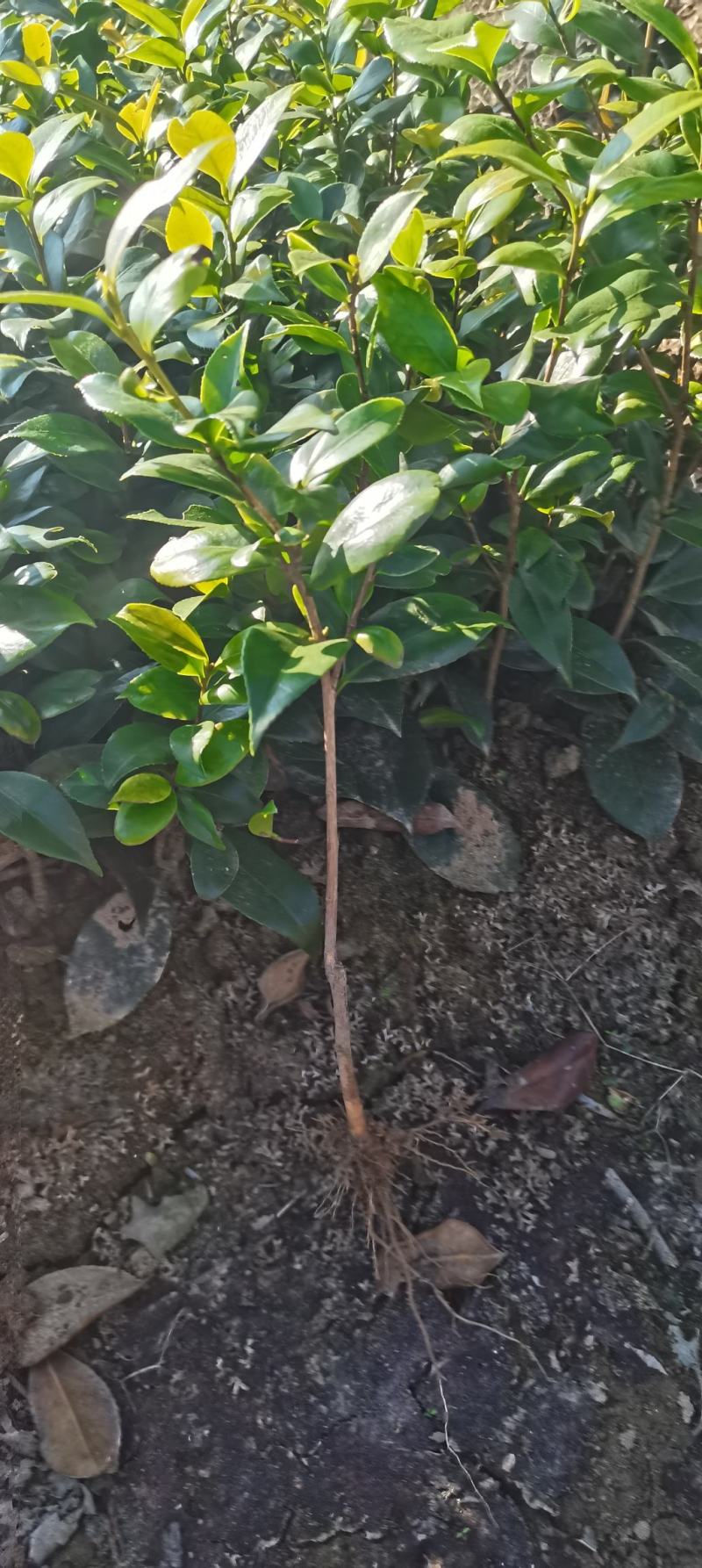 供应一年生茶花小苗