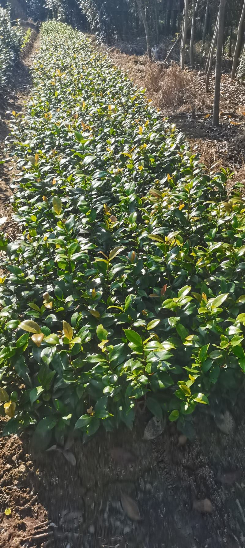 供应一年生茶花小苗