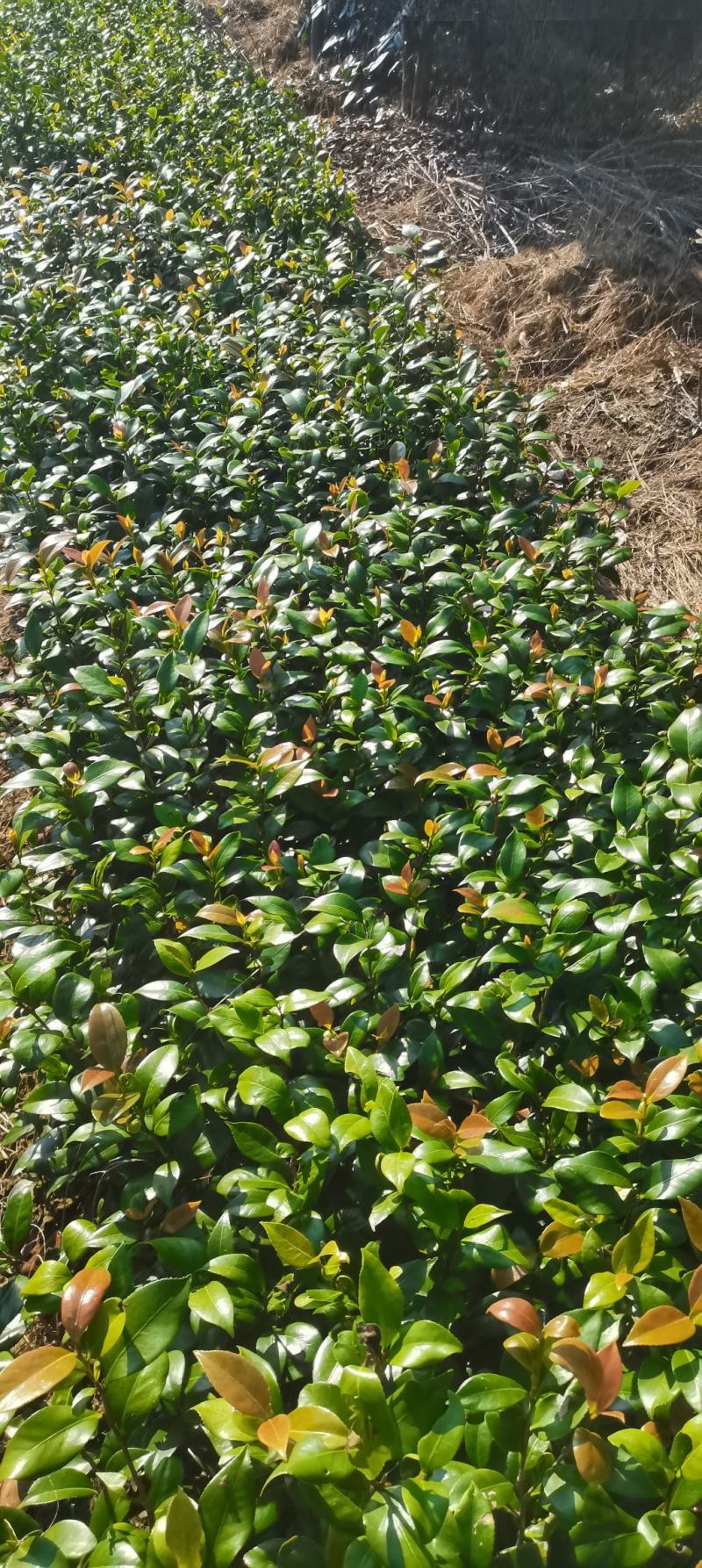 供应一年生茶花小苗