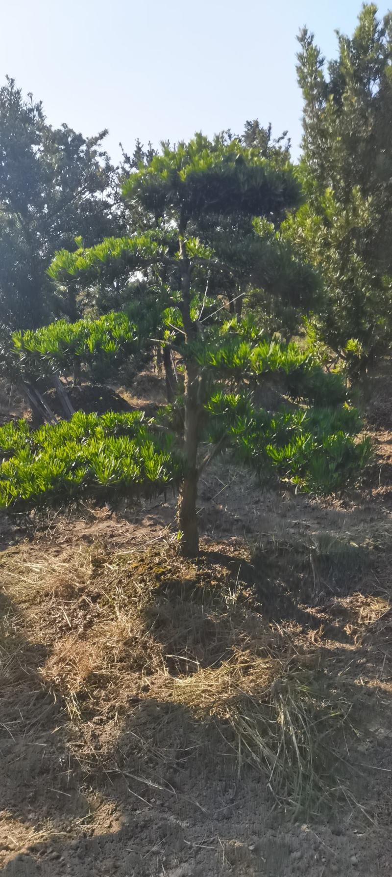 供应造形罗汉松，10-12-15公分，庭院，别墅风水树