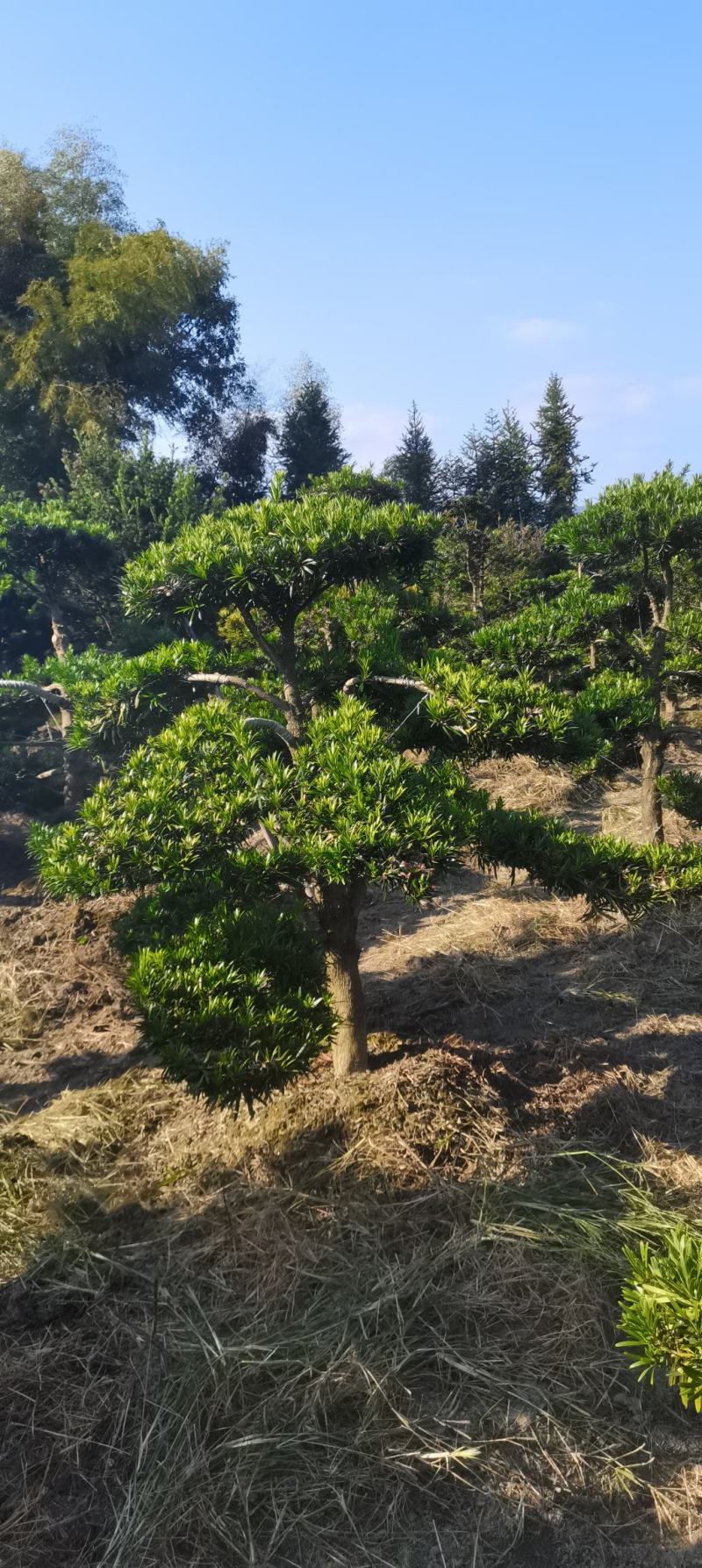 供应造形罗汉松，10-12-15公分，庭院，别墅风水树